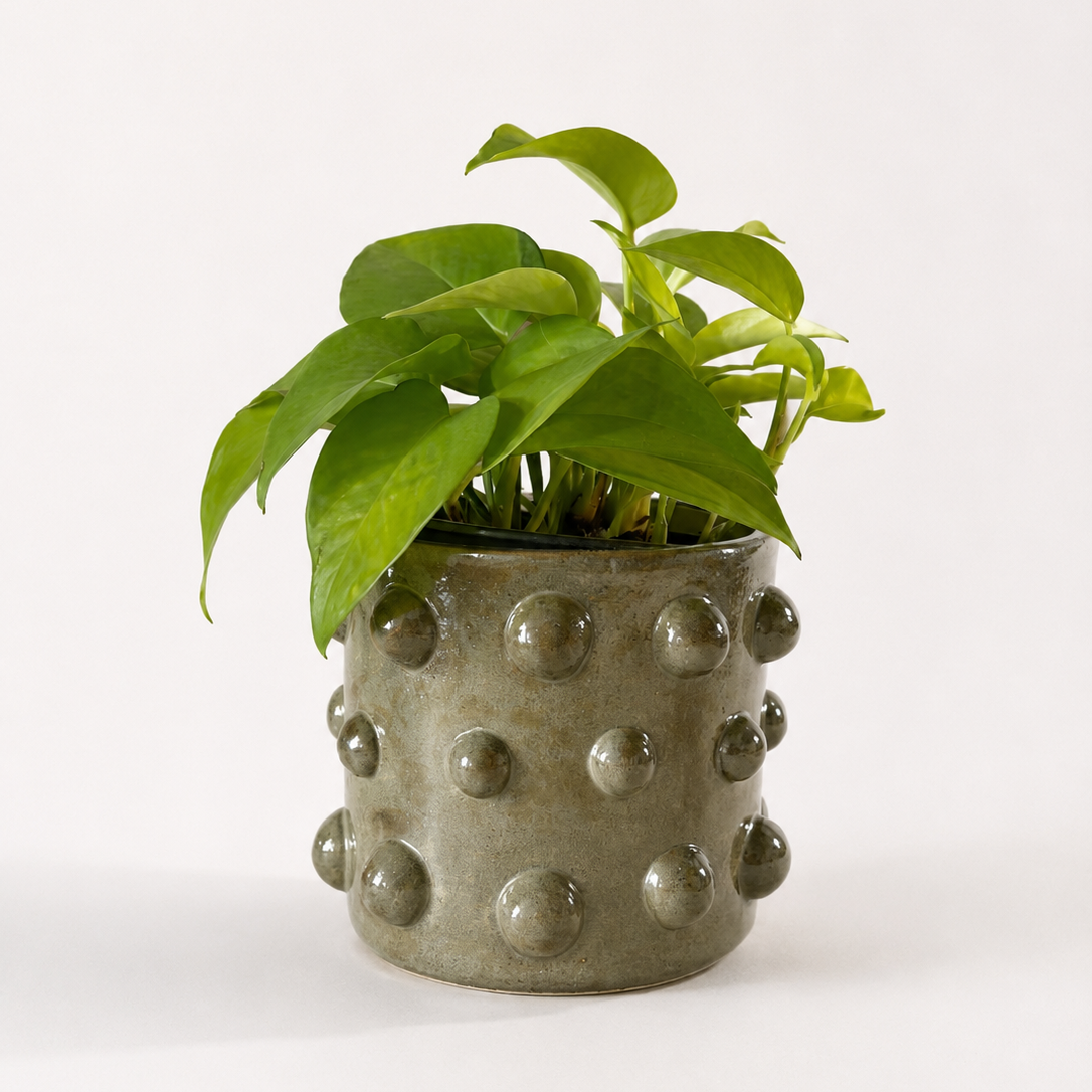 Olive-green ceramic pot with raised bubble-like details.